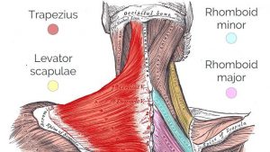 Steroids promote the growth of skeletal muscle