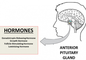 anabolic steroids interrupt hormone production and affect the penis