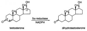 The presence of DHT from testosterone contributes to hair loss