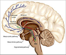 Dopamine is one way anabolic steroids differ from illegal drugs